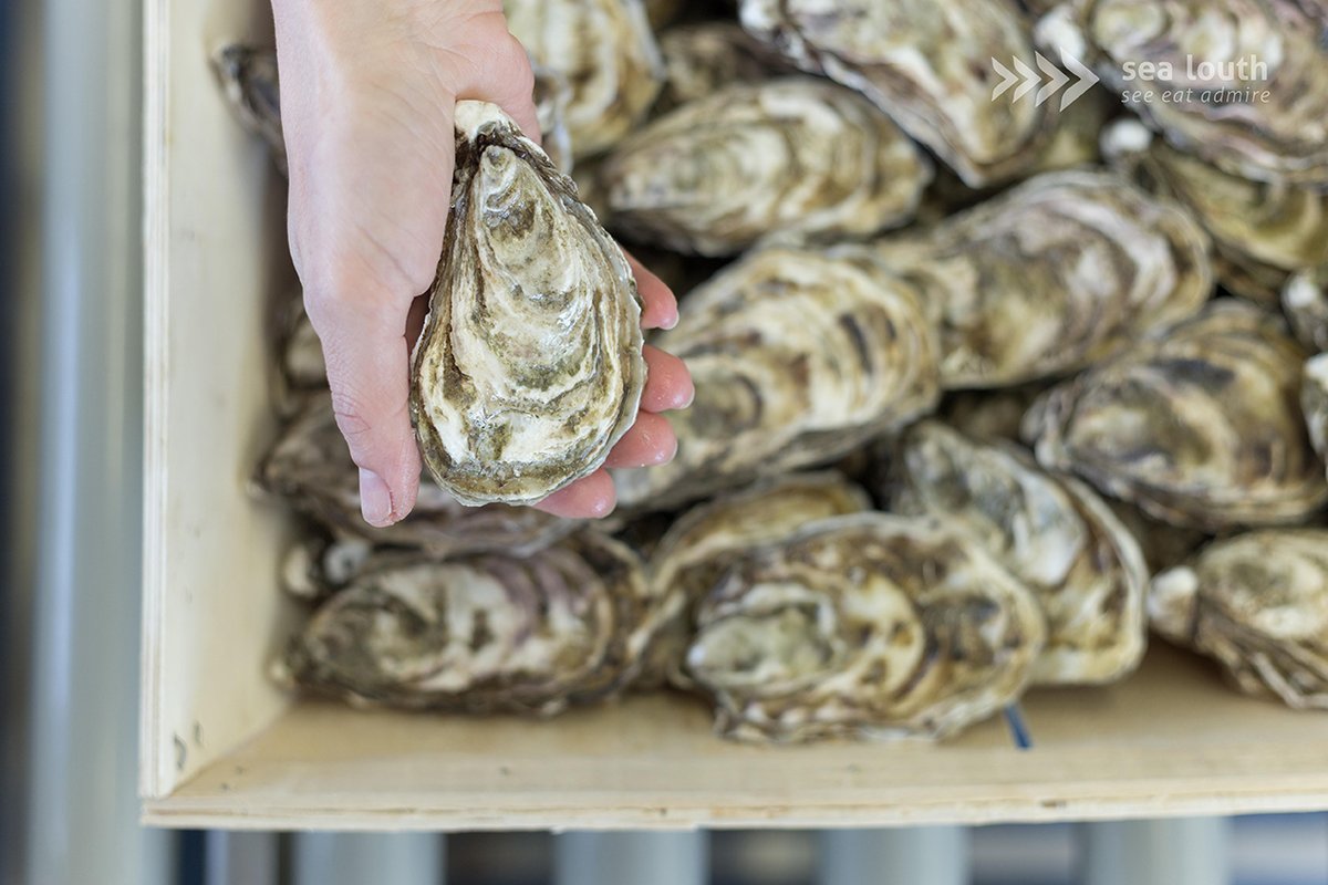 sealouth tweet media