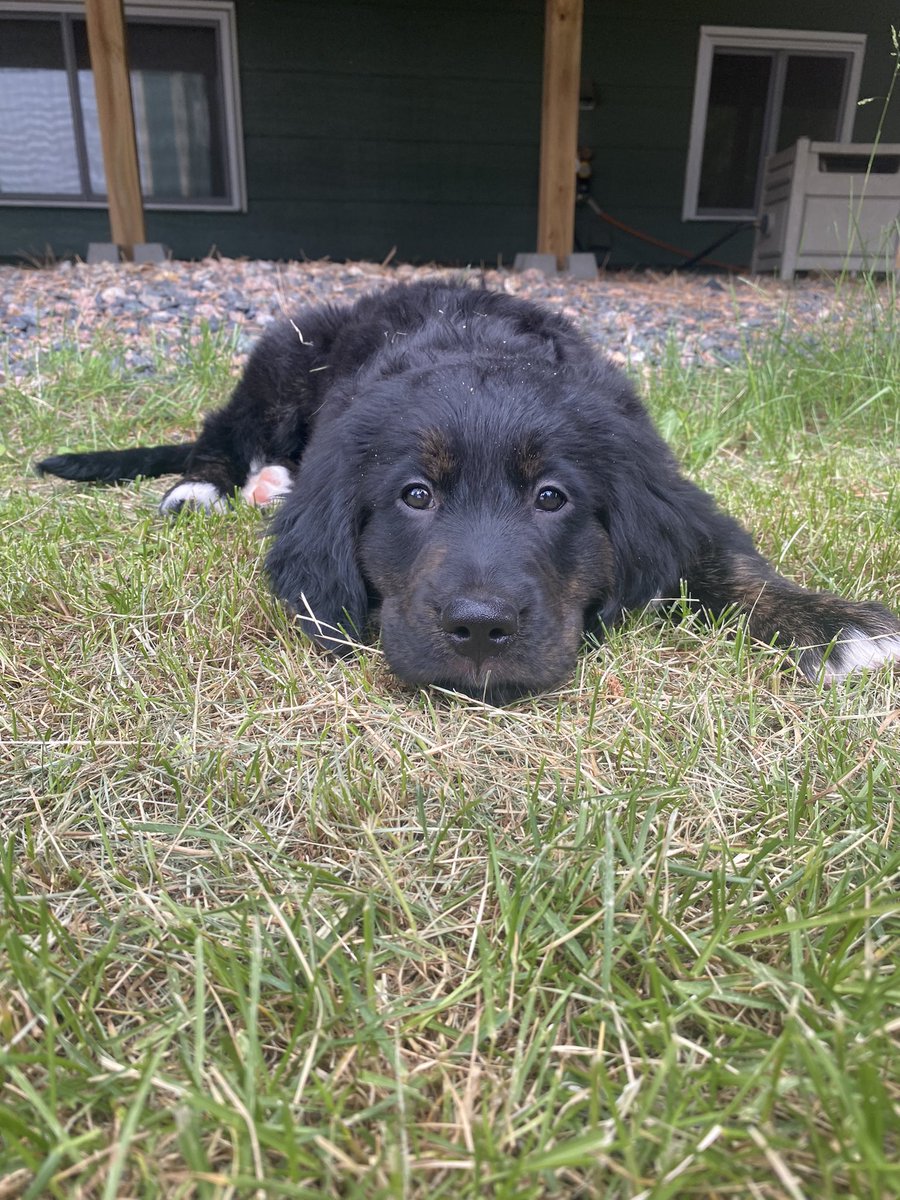 BaKer_24_'s tweet photo. Enjoy these photos of little miss Bindi💘 https://t.co/CylW6WshN3