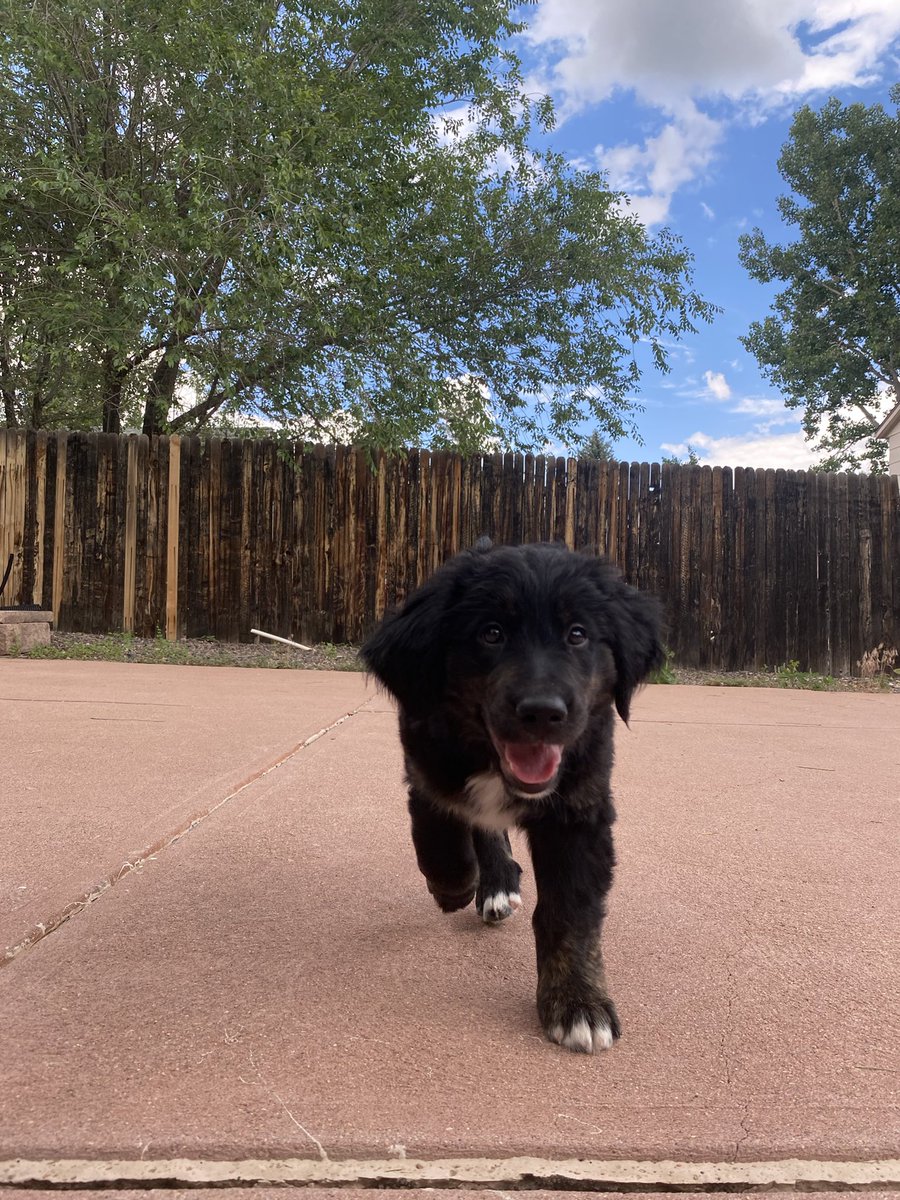 BaKer_24_'s tweet photo. Enjoy these photos of little miss Bindi💘 https://t.co/CylW6WshN3