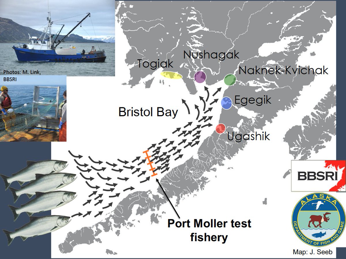 CurryCunningham's tweet photo. The Port Moller Test Fishery indexes the incoming #BristolBay sockeye salmon run 6-9 days before fish arrive inshore, and provides near real-time age and genetic composition data.
#BBSRI #ADFG
What's the distribution of test fishery CPUE across space (stations) and time in 2021? https://t.co/RSKsxK3erM