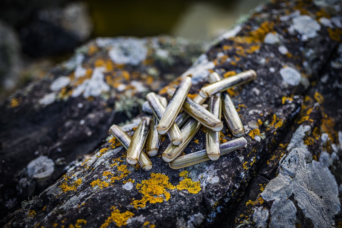 sealouth tweet media