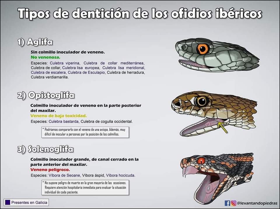 pinosysembrados's tweet photo. Genial lámina con los diferentes tipos de dentición de los ofidios ibéricos, by @levantandopiedras (lo encontraréis en Facebook e Instagram)

Lectura relacionada: "La peligrosidad de las serpientes" https://t.co/OMRZ2yTRNY https://t.co/LzvHo0HWMb