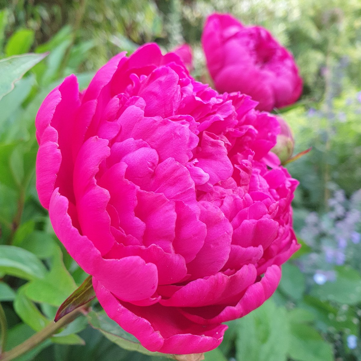 FCamillaD's tweet photo. The stars of my garden this week! The scent is just gorgeous 💕 #peony #rose #shropshirelass https://t.co/sogFafQqRJ