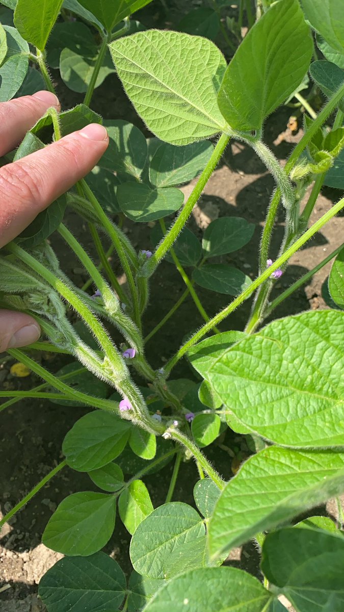 Just a quick reminder, soybeans are starting to flower, with lots of rain and humidity in the forecast, this is a great opportunity to protect what great stands we have! With yield potential and price of soys, fungicide is a no brainer! #priaxor #strategopro #acapela #ontag