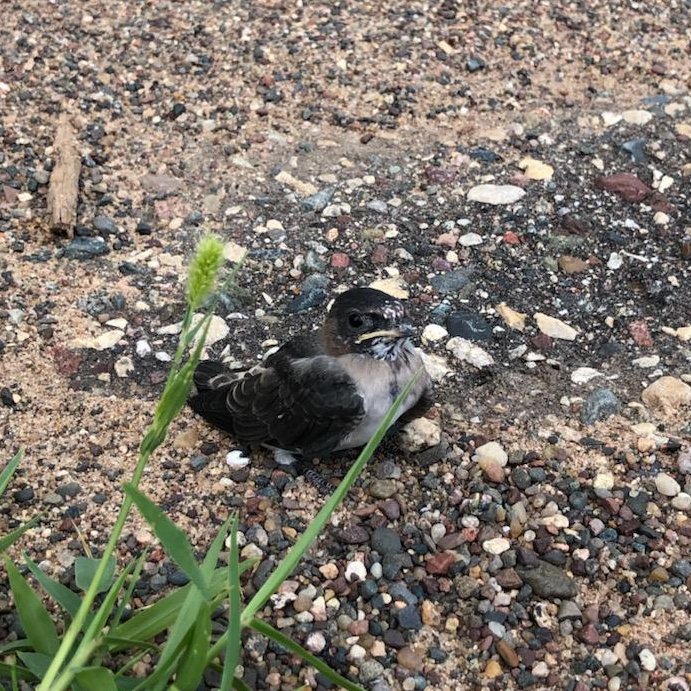 As baby birds learn to fly, they sometimes fall to the ground. If you find one, leave it be! We found this cliff swallow fledgling resting for awhile before it flew away. Most "abandoned” baby birds are actually healthy and will recover in time.

allaboutbirds.org/news/i-found-a…
