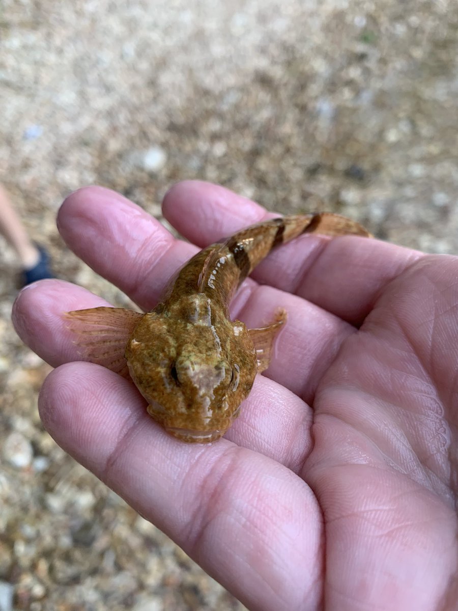 Can you guess what kind of fish this is? #fish #fishing #creekfishing