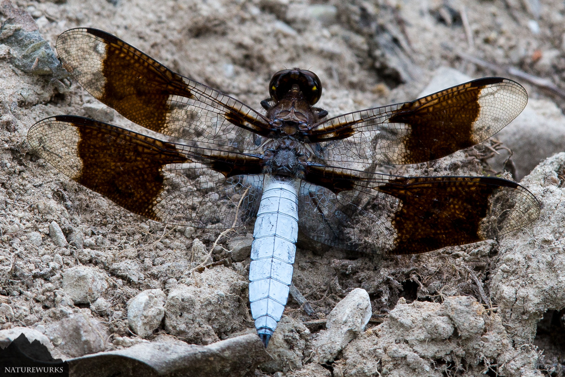 NatureWurks's tweet photo. Common Whitetail Dragonfly #dragonfly #canonphotography #macrophotography #insectphotography #wildlifePhotographer #Photoadventues #NatureWurks #teamcanon @ThePhotoHour @USFWS https://t.co/DwZKanjlIp