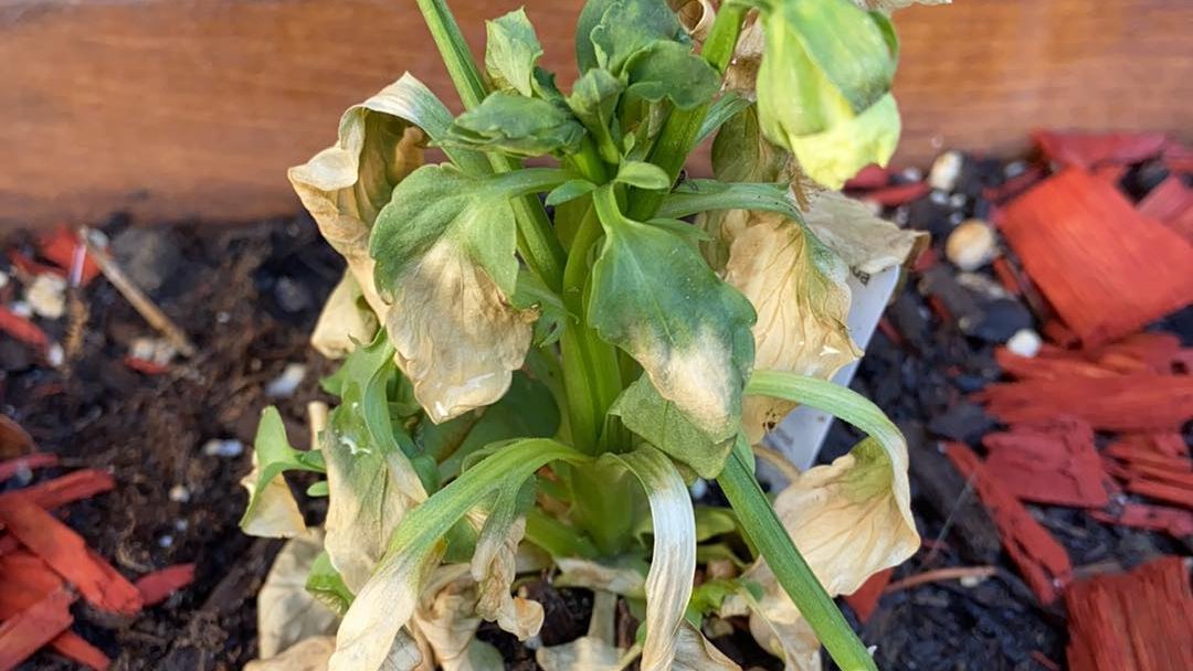 TopSpray's tweet image. With this heat wave, many plants will suffer. Container plants will  extra watering until water can be seen coming out from the drainage holes. 
Add mulch to your soil surface, to keep the moisture, and insulate the soil against the heat. 
#topspray #heatwave #mulch #gardening