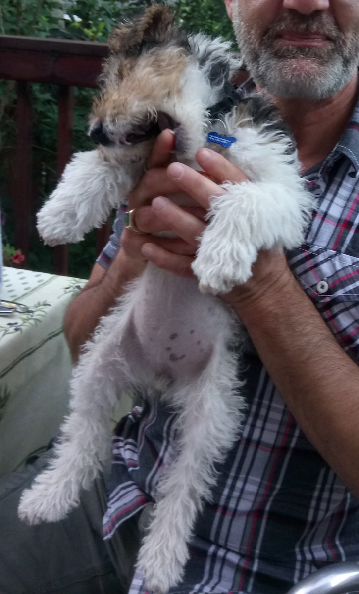 MillieWire's tweet photo. Dad found this photo of me as a puppy when I first met him when I was living with my former dad four years ago. Glad he’s my new dad now cause former dad couldn’t take care of me anymore 😞 🐶 https://t.co/TPb35cYwuD