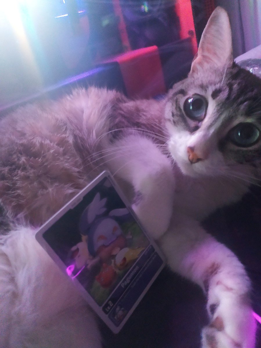 GadokaMagica's tweet photo. @digimon_tcg_SP @BandaiCG @DigimonWorldEsp @VeeLeagueFR @TsunaDTCG @DigicardUKNI @BandaiAmerica @digimon_tcg_SP aquí está Lana junto a su carta más representativa, el Pagumon del starter Morado xD
No roba cartas, pero si que lo intenta con el pollo y el pavo 🙃😹
También le gusta salir en todos los streaming de torneos que puede 😬
#DigimonCardGameAndPets https://t.co/HvtA8CcKFy