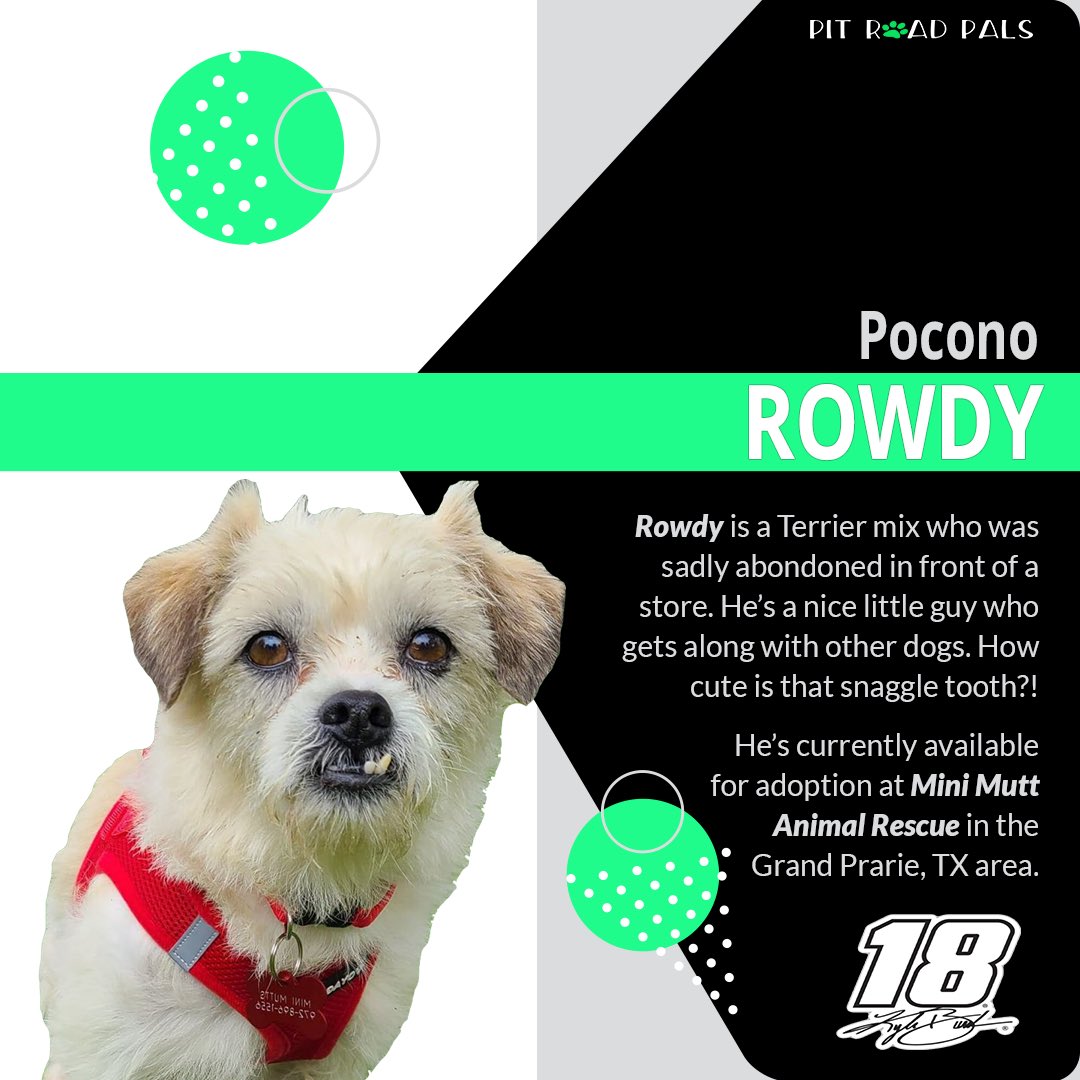 Pocono “Vic-Furry Lane” x2 🏁

<a href="/Alex_Bowman/">Alex Bowman</a> &amp; <a href="/KyleBusch/">Kyle Busch</a> were victorious <a href="/PoconoRaceway/">Pocono Raceway</a>! 

Furry Alex &amp; Rowdy are looking for #furever homes! They’re available <a href="/ewenity/">🐾 Ewenity Farm Herding Dog Haven 🐾</a> &amp; @minimuttrescue!

petfinder.com/dog/rowdy-5152…

petfinder.com/dog/alex-walto…

#pedaldownforpets #NASCAR #petfinder