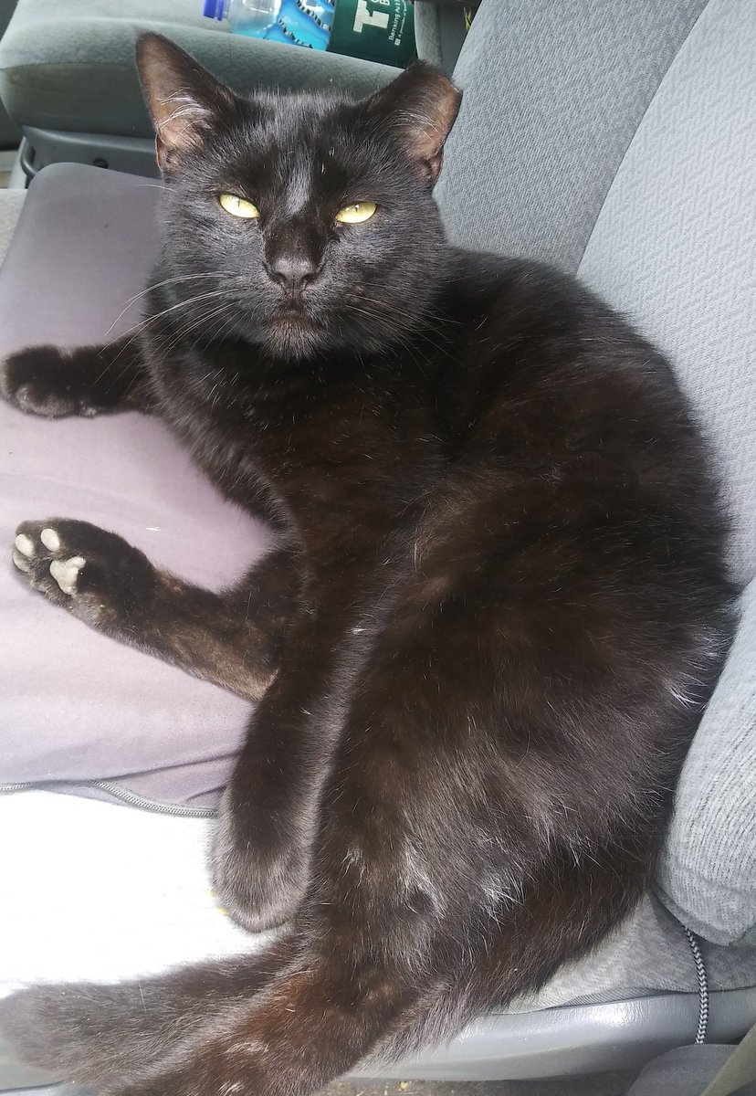 SGDeals_'s tweet photo. @DeeMeow3 I love black cats. Have 2 now &amp; many in the past. Meat Mouthy https://t.co/3VkZx3ojAQ