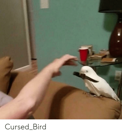 NoriTheLord's tweet photo. Owl Stolas being a cursed bird part 1 uwu
#helluvaboss #helluvabossstolas #owlstolas #stolas #cursedimages #memes #cursedbird #stolashelluvaboss #owl https://t.co/JltadbmpMT