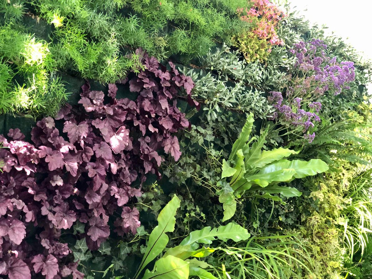 🤔¿Cuál es la mejor elección de plantas para un jardín vertical?
.
La elección de una planta para jardines verticales la determina si el jardín es interior o exterior, y si va a recibir sol o sombra.

Más ℹ️nfo 👉 verdticalmagazine.com/plantas-para-j…
