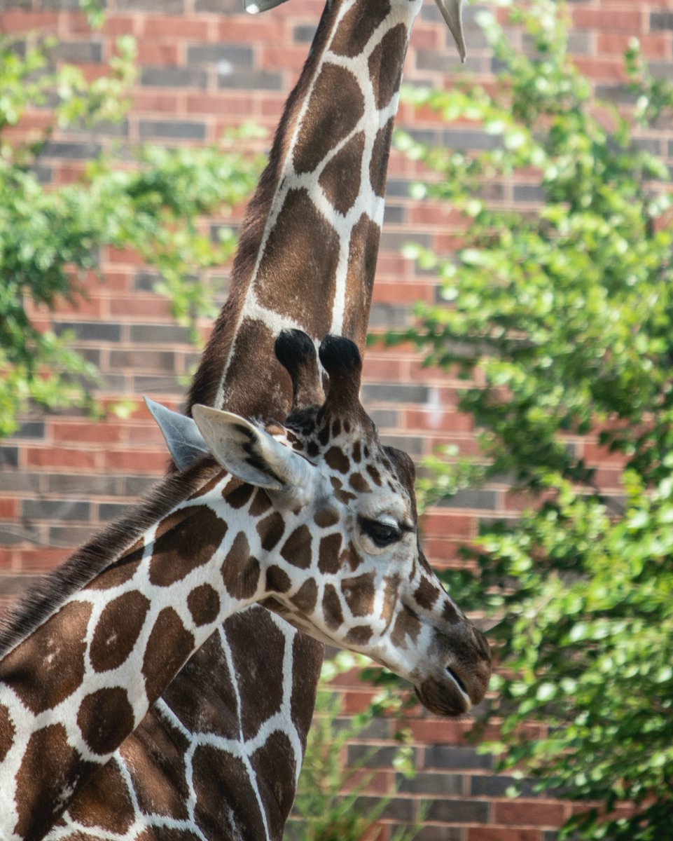 June's Monthly Action Plan is all about giraffes! This month's challenge is creating a piece of giraffe-inspired artwork or spreading the word in honor of #WorldGiraffeDay. The virtual program is this Thursday, so if you haven't signed up yet, be sure to ASAP!