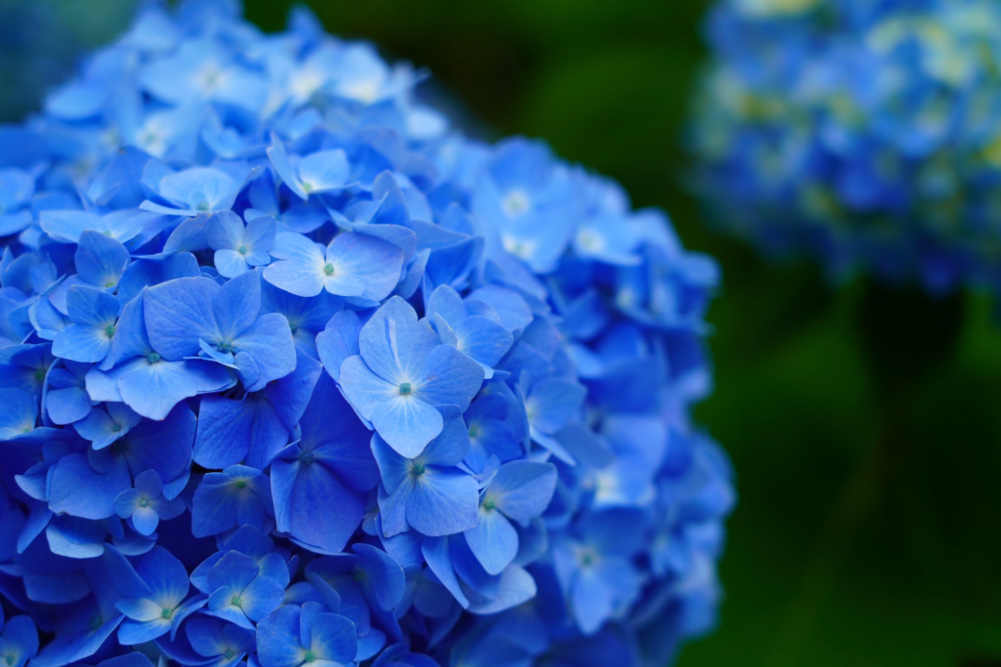 上 秋田 男鹿 紫陽花 秋田 男鹿 紫陽花 Josspixulor