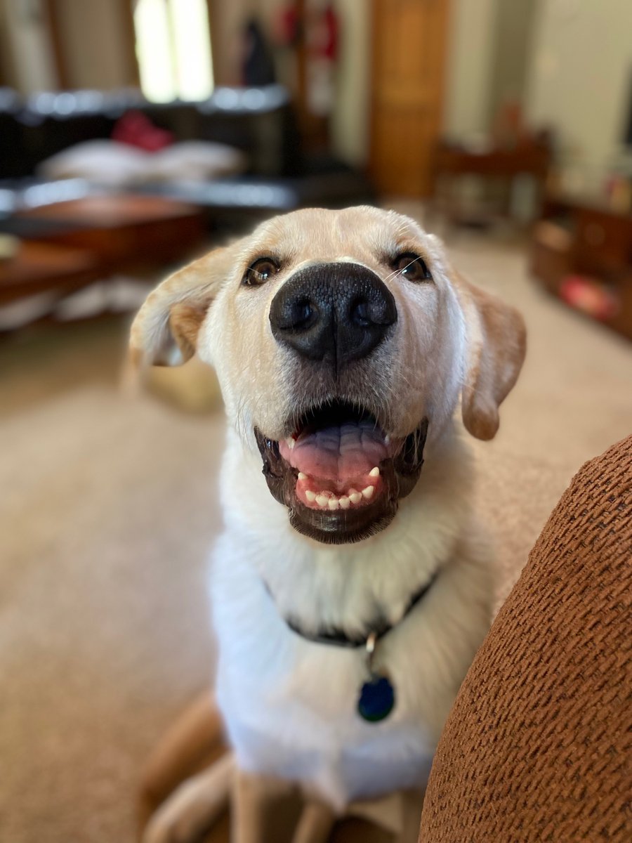 lizvissch's tweet photo. @lannaraesparks my puppy! https://t.co/SGBCiOlQnV