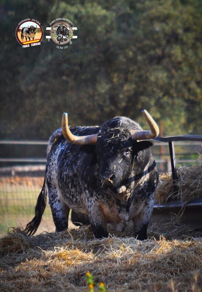 "Llegó el momento de la afición" 

NO PUEDES FALLAR!

✅ Homenaje a D. Pedro Trapote
✅ 2 Asociaciones 
✅ 4 Toros
✅ 2 Encastes
✅ 2 Hierros
✅ 6 Madrileños
✅ 6 Castellano-Manchegos
✅ A Beneficio de FibroParla

Llenemos la Plaza de Toros de Parla (50% Aforo)