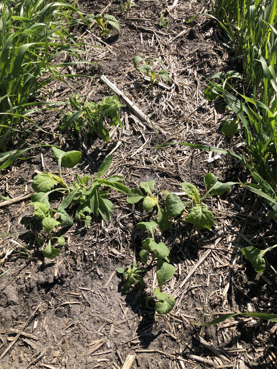Sentrallas + MCPA already doing it’s job 3 DPT on #ortona wheat on the @DiscoveryFarmSK <a href="/NutrienAgRetail/">Nutrien Ag Solutions</a> <a href="/NutrienAg_NSK/">Nutrien Ag Solutions - Northern Saskatchewan</a> <a href="/LovelandCDN/">Loveland Products Canada</a> <a href="/ProvenSeed/">Proven Seed</a>