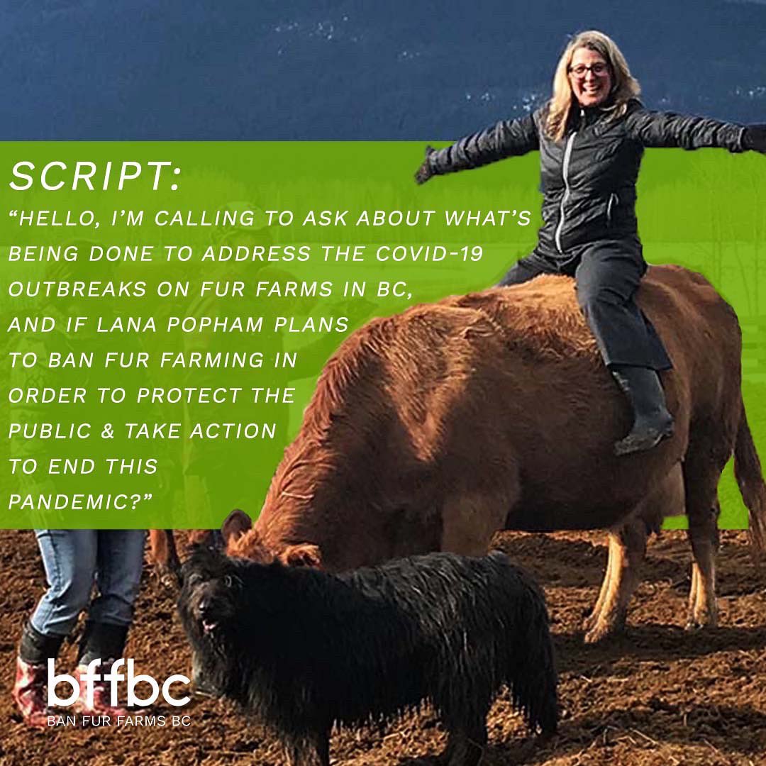 Everyone! Grab your phones &amp; call <a href="/lanapopham/">Lana Popham</a>’s office ☎ 1 (250) 479-4154

Minister Popham has done nothing to address the risks associated with fur farming in BC. So, today we are flooding her phone lines to demand that she takes action.

#BanFurFarmsBC