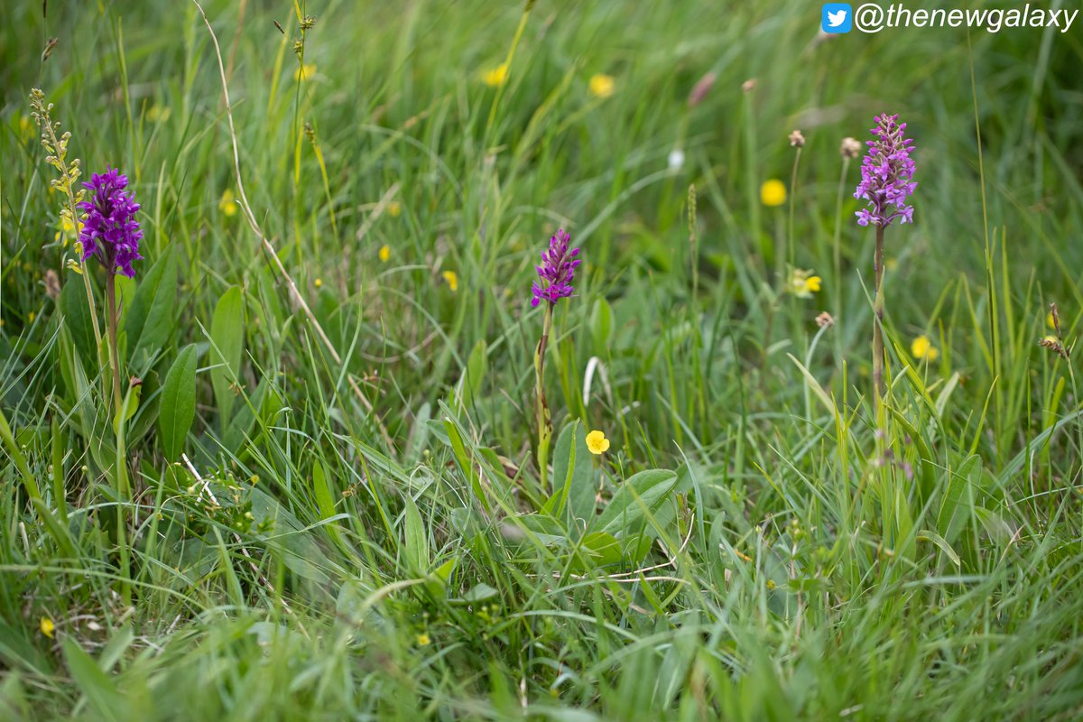 thenewgalaxy's tweet photo. 21/6/21 Cumbria - For the second day in a row, and at a different site this time, X Dactylodenia varia [centre] - a rare #intergeneric #hybrid [centre] between [R] Northern Marsh (Dactylorhiza purpurella) and [L] Heath Fragrant #Orchid (Gymnadenia borealis) #wildflowerhour https://t.co/o5358SUQeb