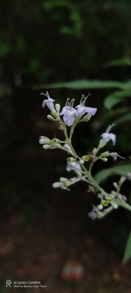 TarunNayi1's tweet photo. Vitex #botny #Taxonomy https://t.co/uVmp1Ul1Rl