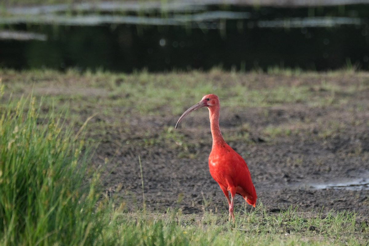 Heel bijzonder! Zeldzame Zuid-Amerikaanse #rodeibis gespot in #nederland #overijssel #birdphotography #vogelfotografie  #natuur #nature #vogelbescherming #vogelbeschermingnederland #vogelnieuws #vogelskijken #waarneming #volgdenatuur