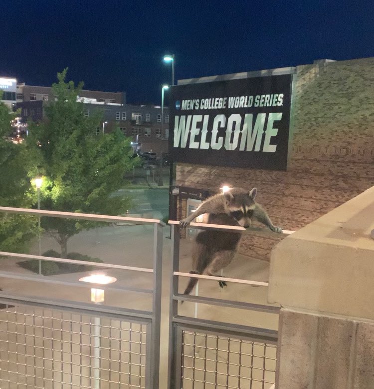 KETV's tweet photo. 😂 Another angle of the furry gatecrasher that showed up to Saturday's College World Series game. After his wild ride, he was safely captured and relocated. #CWS

📸: Kristin Beal https://t.co/wRwOgWJbX8