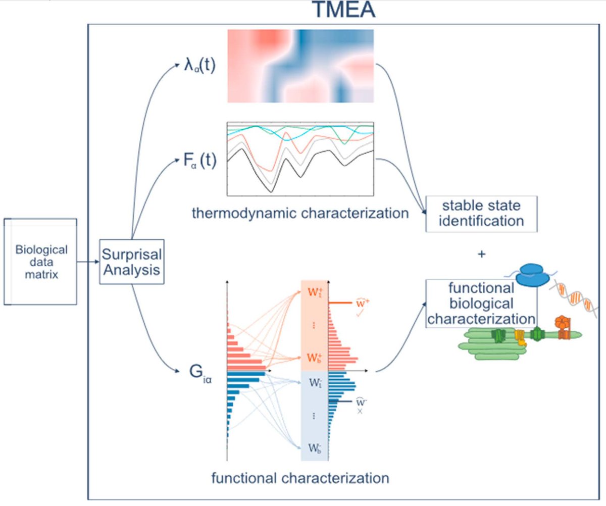 Entropy_MDPI's tweet image. #mdpientropy Our Editor&apos;s choice paper: &quot;TMEA: A Thermodynamically Motivated Framework for Functional Characterization of Biological Responses to System Acclimation&quot; by Kevin Schneider, Benedikt Venn and Timo Mühlhaus
susy.mdpi.com/user/assigned/…

#GSEA #GeneSetEnrichmentAnalysis