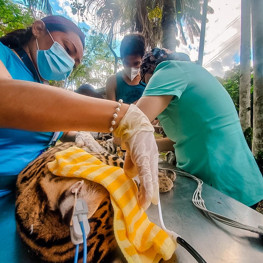 #Simba, joven #tigrillo que llegó en plena #pandemia #2020 Aquí la información para conocerlo más y cualquier ayuda que puedan hacer 🙏💚 👉 bit.ly/3cYWPFa