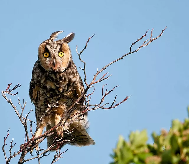 owloftheday's tweet photo. hello!!! this is an account where i'll post owl species, fictional owls, or owl themed characters every day :) https://t.co/vz1qTw1x0H