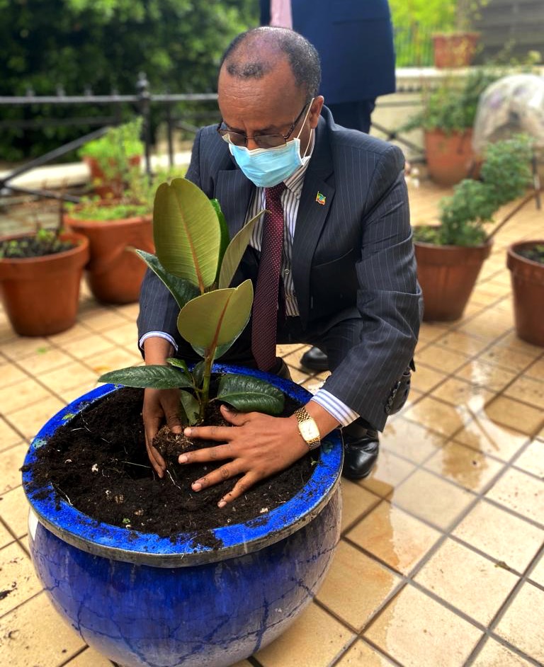 EthioAmbUK's tweet photo. Proud to have taken part in @EthioEmbassyUK's contribution to the #GreenLegacy Initiative, while Ethiopians voted peacefully in the freest & fairest elections in our nation's history! A vote today, changes #Ethiopia's tomorrow! በርቱ ወገኖቼ!
#EthiopiaDecides🗳️ #OneTreeOneVote https://t.co/4X9fARYQr6
