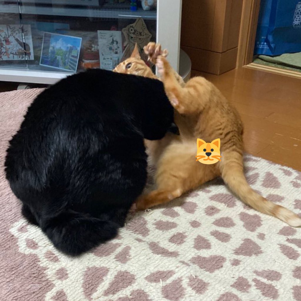 kaimokeko's tweet photo. 一生喧嘩してる https://t.co/xbrr1SllUn