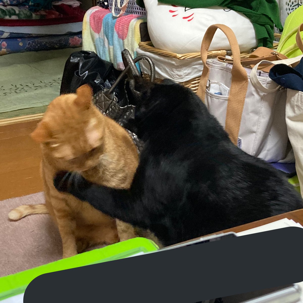 kaimokeko's tweet photo. 一生喧嘩してる https://t.co/xbrr1SllUn