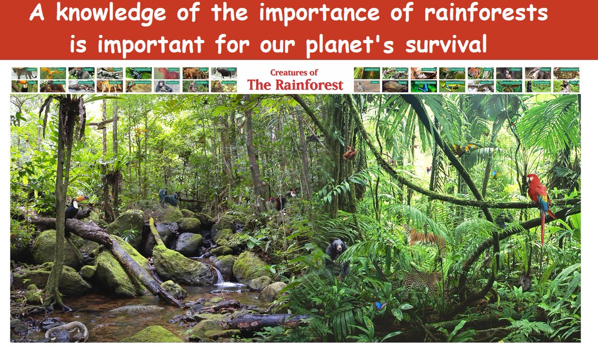Today is World Rainforest Day. They are essential for keeping our #planet alive &amp; our #climate stable. Yet #deforestation continues alarmingly quickly. #Education can help to protect them for future generations.

tigermoon.co.uk/collections/ge… #WorldRainforestDay #climatechange