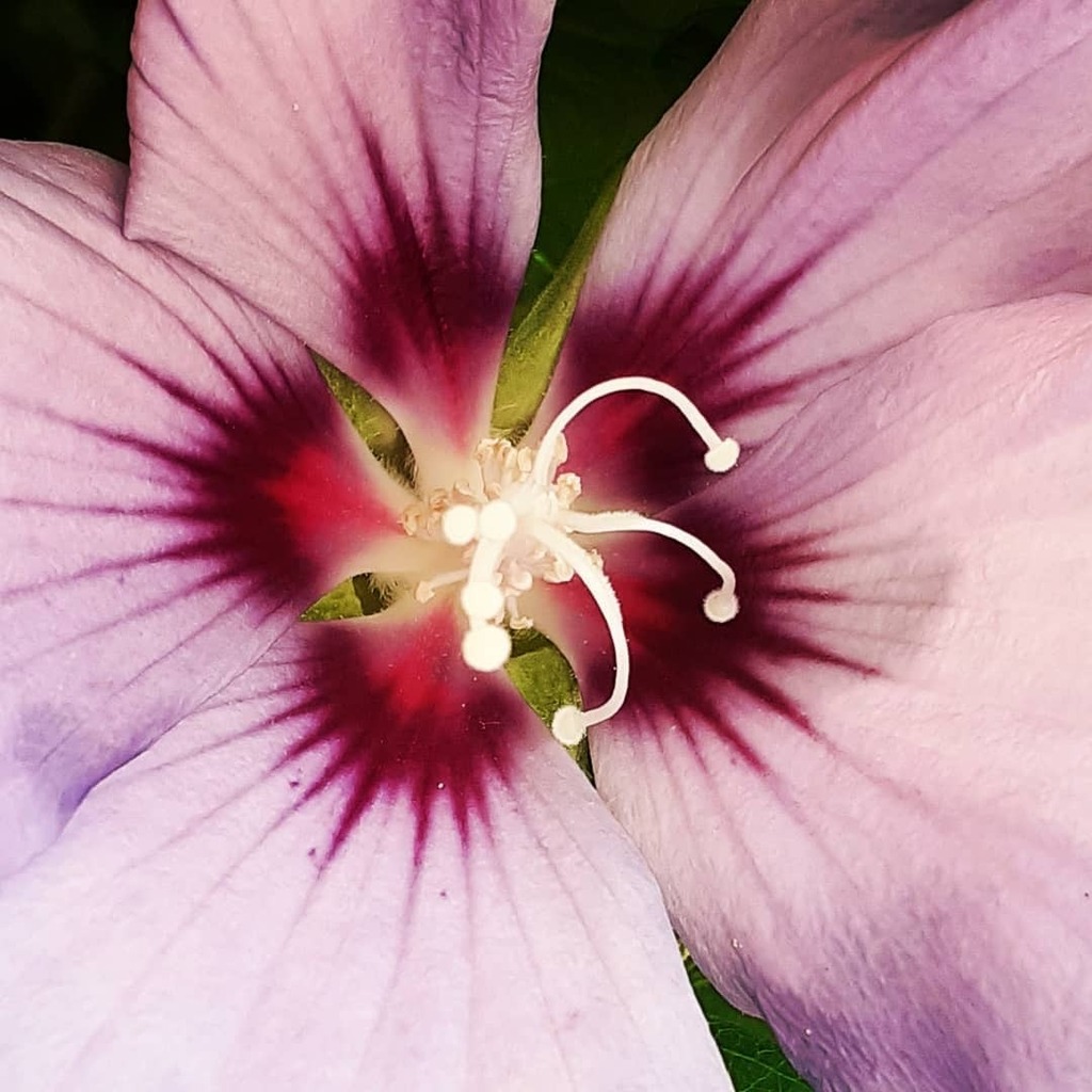wolff_vincent's tweet photo. Il n'est jamais trop tard pour s'épanouir et trouver sa place.
Tu peux le faire
Hibiscus, formidable sources d'antioxydants
#hibiscus #hibiskus #hibisco #ibisco #santé #health #salute #salud #gesundheit #fleurs🌸 #flores🌸 #flowers #flowerslovers #flowersofinstagram #fleu… https://t.co/3NZBJJ75tl