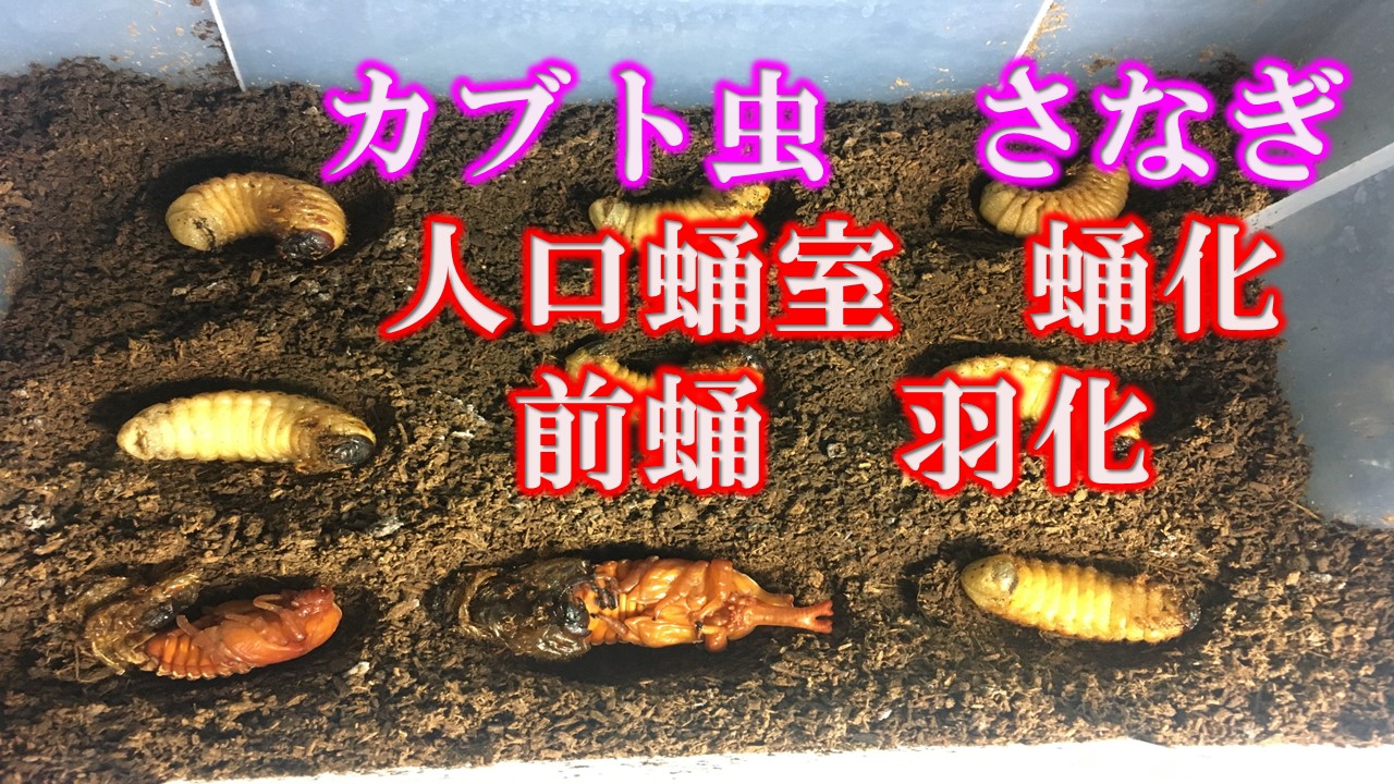 蛹室 Twitter Search Twitter