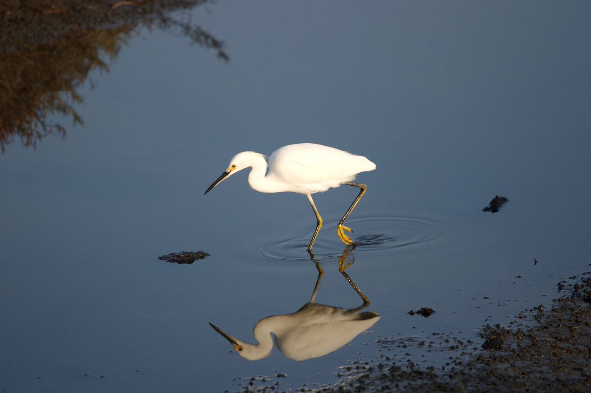 DEStateParks's tweet photo. Walk the Prison Camp Trail at Fort Delaware
The island where Fort Delaware is located is also home to the Pea Patch Island Nature Preserve. This nature preserve contains a heronry where herons, ibises, and egrets nest.
#destateparks #fortdelaware #hiking #birding https://t.co/UTi9ChB0pr