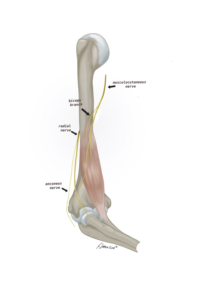 #ancoeus #nerve #anatomy #digitalart #medicalillustration #DigitalArtRights #humerus #microsurgery
