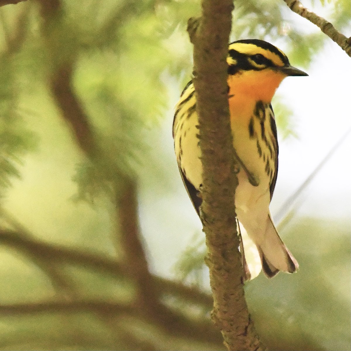 #blackburnianwarbler #warbler #songbird #bird #birds #birdwatching #birding #animals #nature #wildlife #photo #nikon
