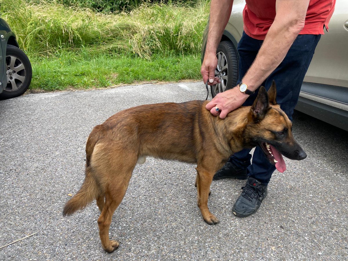 DierenAmsterdam's tweet image. Gisteren werden wij opgeroepen door de @Politie_Adam omdat deze 2 lieve reutjes gevonden zijn. Vastgeknoopt aan een boom in afgelegen stuk #Gaasperplas Welk drama gaat hier achter schuil? Kent iemand deze honden? Tips graag melden bij de politie of meldmisdaadanoniem.nl/melden/