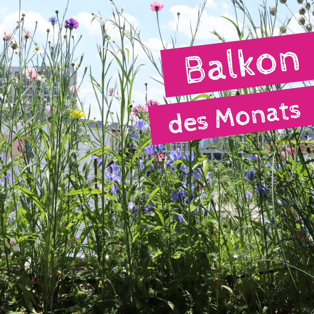 tausendegaerten (@tausendegaerten) on Twitter photo  tausendegaerten (@tausendegaerten) on Twitter photo