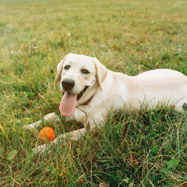 PhoenixPetCrem's tweet photo. What’s your favourite thing about your pet? Let us know in the comments💛🐾  #PhoenixPetCremations #WeLoveOurPets #OneOfTheFamily #GetInTouch #HereToHelp https://t.co/4oluD8DGTf