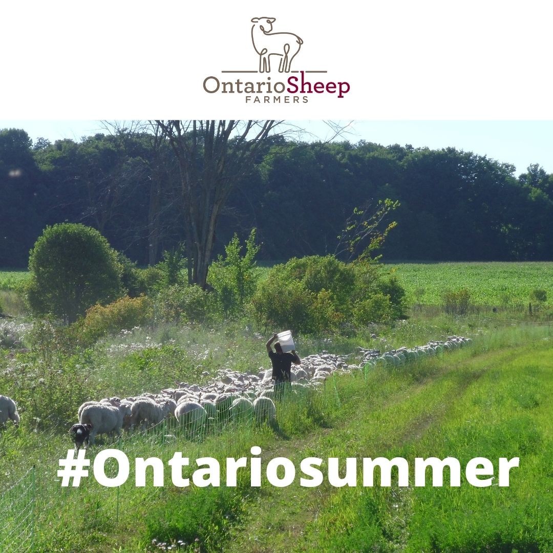 OntarioSheep's tweet photo. Hey #ontsheep farmers β show us how your farm and flock are celebrating the #FirstDayofSummer https://t.co/e1F2EbdzRQ