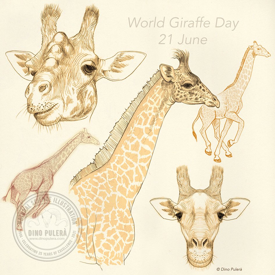 Giraffes Cocotbodol