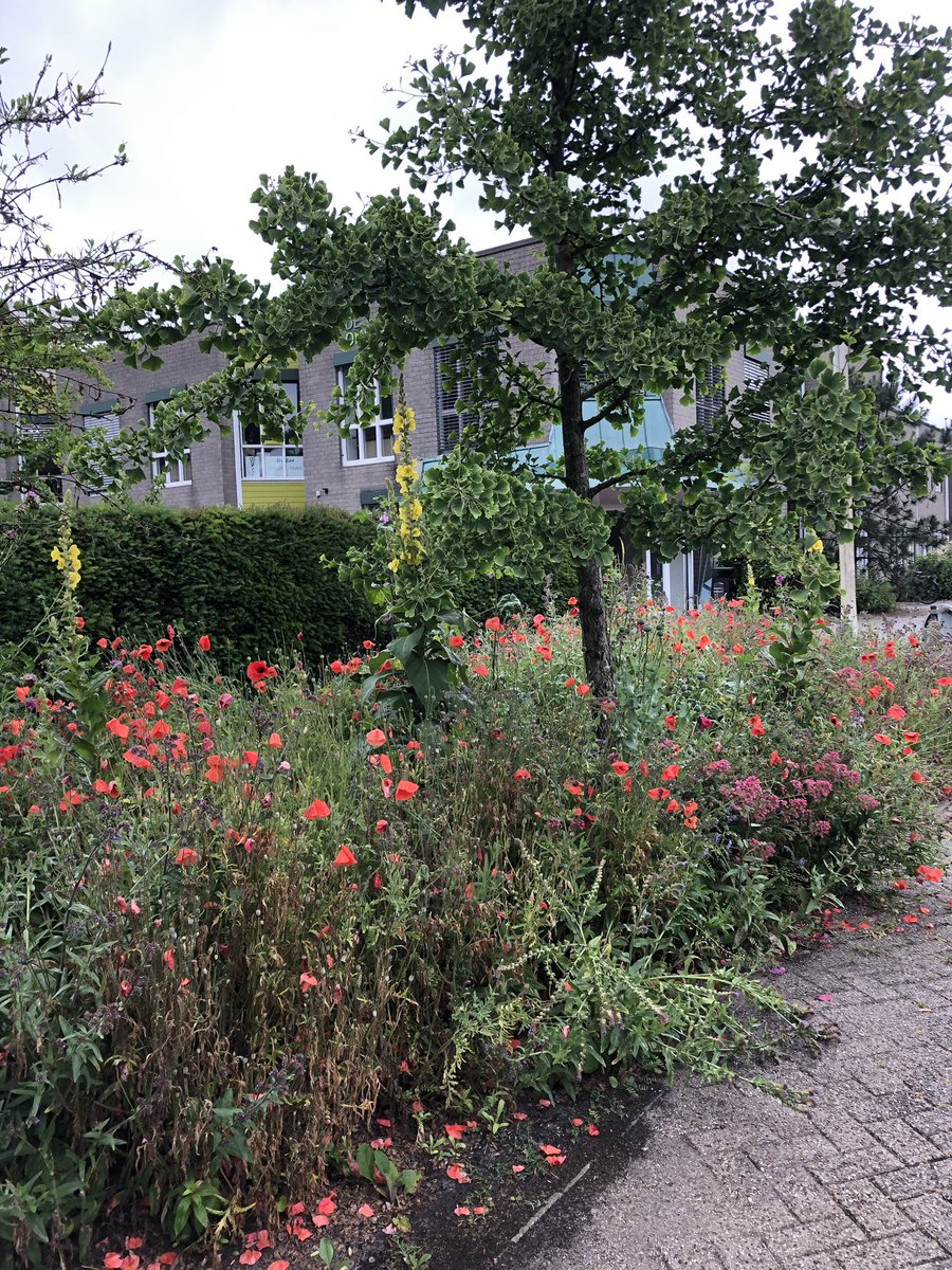 ondernemerstuin's tweet photo. Dan mag het wel grijs en druilerig weer zijn, maar deze bloemenpracht geeft je altijd een zonnige welkom! https://t.co/8hG9Juu6RO