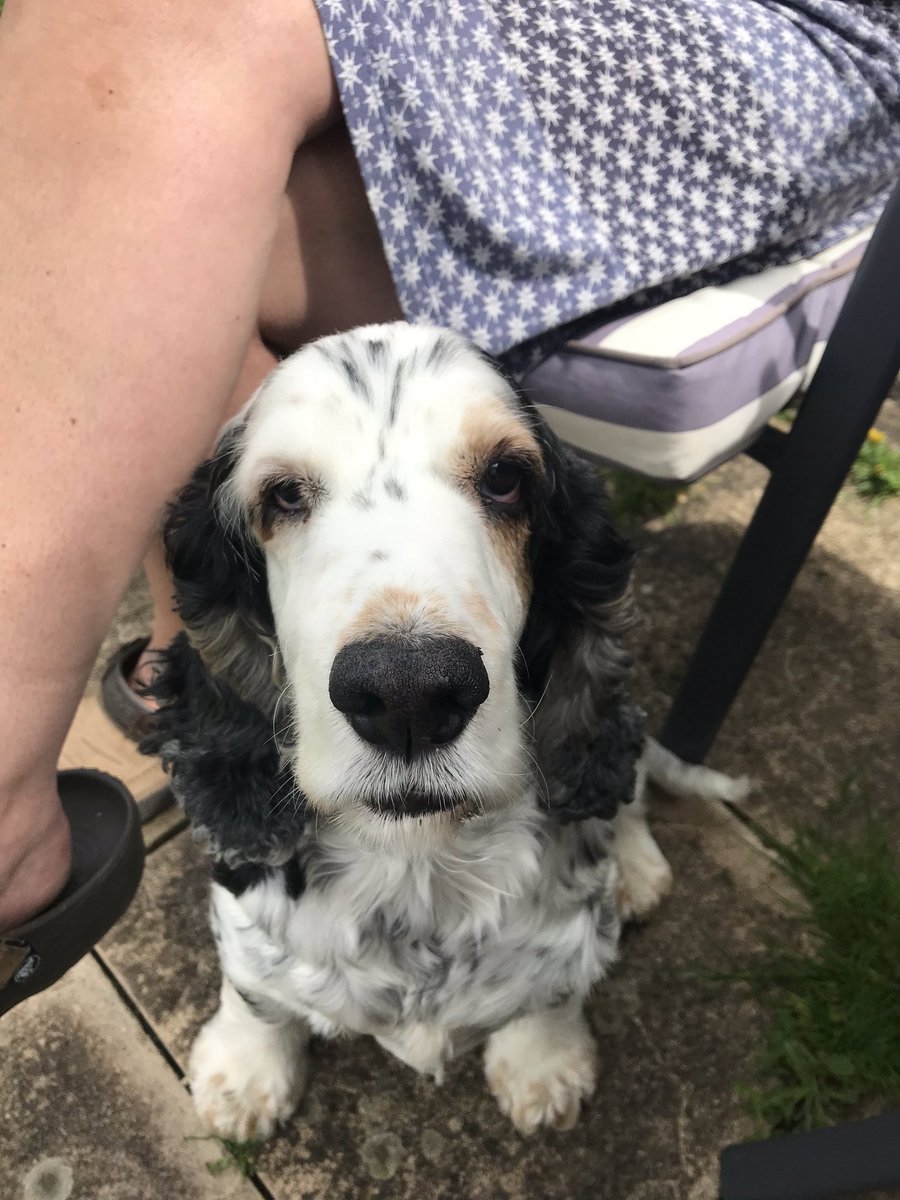 BethKing97's tweet photo. Old dogs are cuter than puppies and you can’t tell me any different https://t.co/T3LlEupcvs