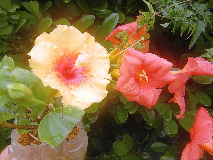 Spreadingのtwitterイラスト検索結果