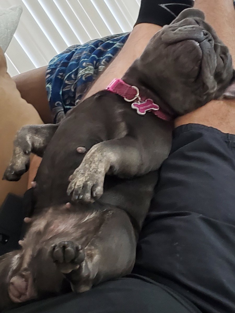 Despejandolv's tweet photo. @WinstonTapper Our lil sleepy girl @sophie.la_frenchie https://t.co/CsWFxkaTLG
