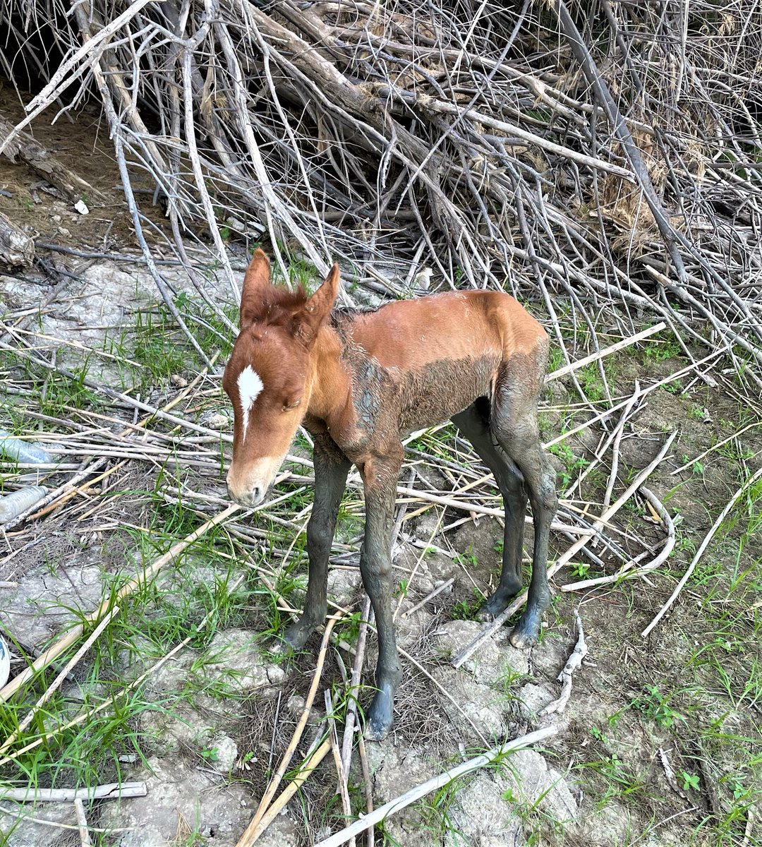 CBPSouthTexas's tweet photo. #USBP #LaredoSector Marine Unit spotted a young foal stuck in the mud near the U.S. riverbanks in west Laredo and safely rescued the foal. @USDA Tick Riders who patrol near the area, responded & assisted. #USDA #TickRiders #USBP #MarineUnit #CBP #DHS #HonorFirst https://t.co/TWYaex0m8d